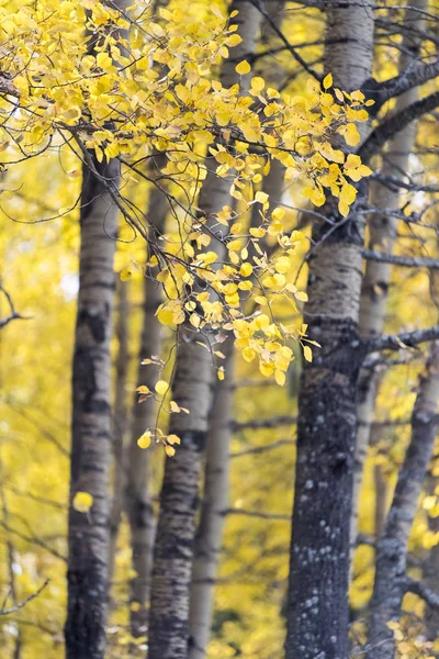 Couleurs d'automne sur les feuilles de bouleau blanc — Photo