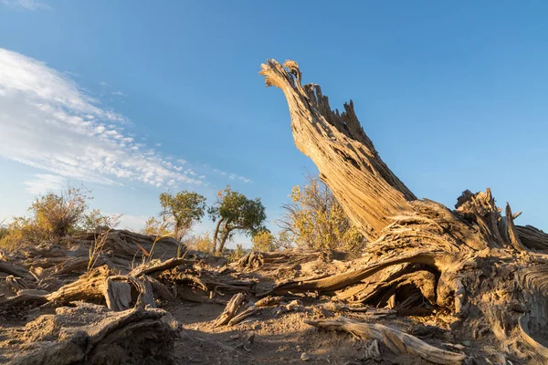 Populus euphratica in der Wüste Gobi — Stockfoto