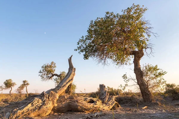 Populus euphratica gobi üzerinde — Stok fotoğraf