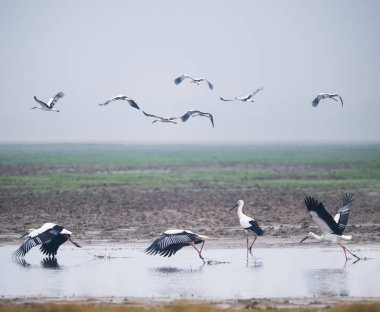 sulak alan manzara güzel oryantal beyaz leylek, jiangxi poyang Gölü Ulusal Doğa rezerv, Çin