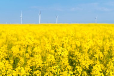 Kolza tohumu çiçek closeup yeni enerji arka plan bahar alanı