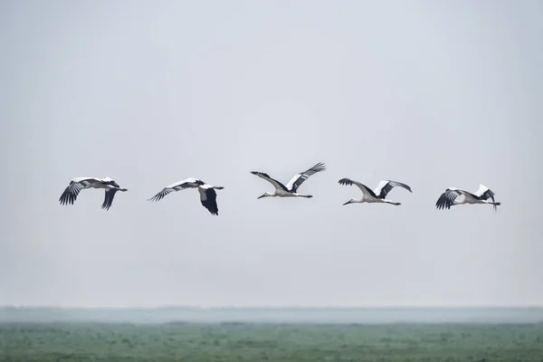 Orientalisk Vit Stork Flykten Sky Jiangxi Poyang Sjön Nationella Naturreservat — Stockfoto