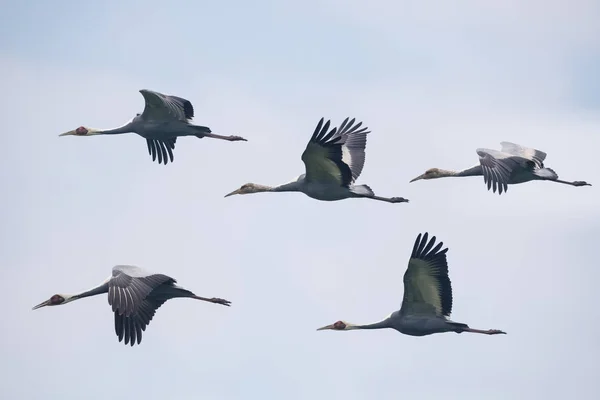 Jeřáb Bělošíjí Letu Modrou Oblohou — Stock fotografie