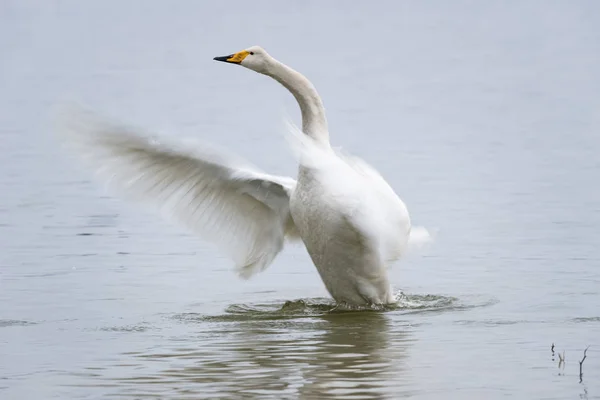 Alette Battenti Cigno Whooper Sul Lago — Foto Stock