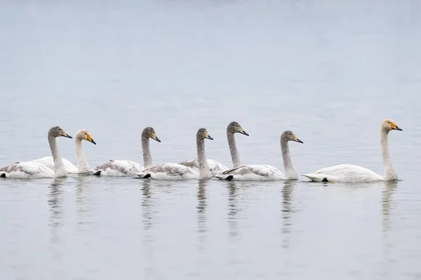 Flock Whooper Swans Lake — Stock Photo, Image