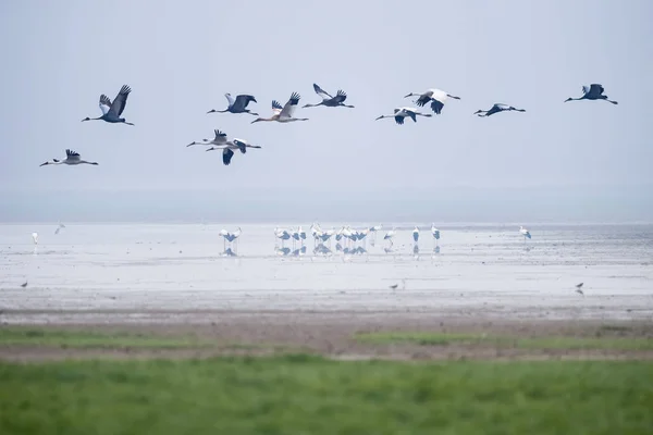 Oosterse Ooievaar Wetland Jiangxi Poyang Meer Nationale Natuurreservaat China — Stockfoto