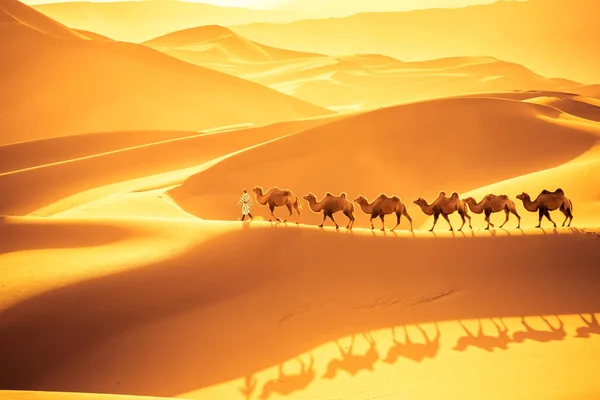 Cammelli Marciano Sulle Dune Sabbia Paesaggio Dorato Del Deserto Tramonto — Foto Stock