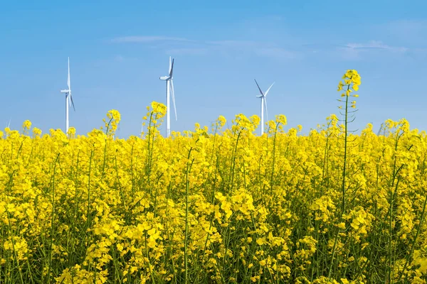 Koolzaad Bloemen Windturbines Lente Mooi Lente Landschap — Stockfoto