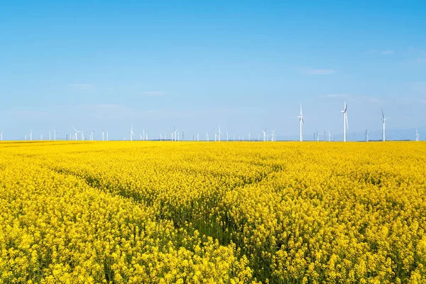 Красивый Весенний Пейзаж Поле Цветов Рапса Ветряная Электростанция — стоковое фото