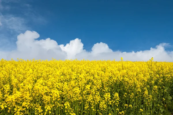 Spring Landscape Rapeseed Flowers Field Blue Sky — Stock Photo, Image