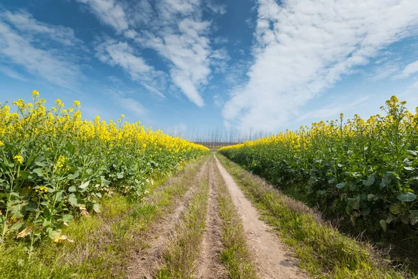 Spring Landscape Rapeseed Flower Field Blue Sky — Stock Photo, Image