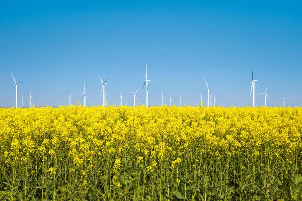 油菜籽花盛开 风力涡轮机与春天的景观 — 图库照片