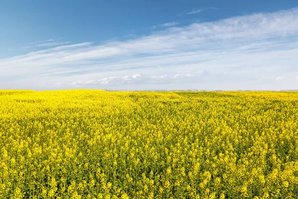 Rapeseed Flowers Field Sunny Spring Landscape — Stock Photo, Image