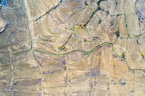 Pirinç Tarlaları Sonbaharda Hasat Sonra Havadan Görünümü — Stok fotoğraf
