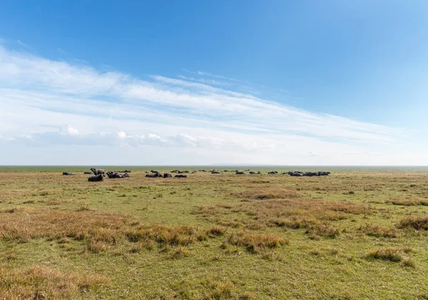 Herd Water Buffalo Green Pastures Sunny Sky — Stock Photo, Image