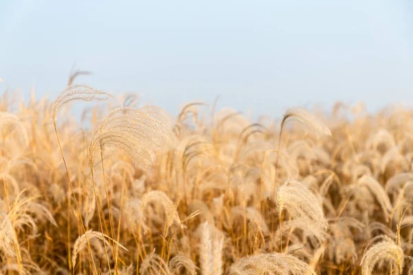 Schilf Nahaufnahme Herbst Schöne Feuchtgebietslandschaft — Stockfoto