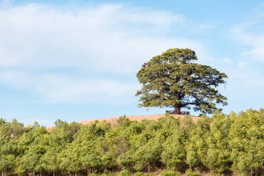 Kırmızı arazi üzerinde eski ağaç