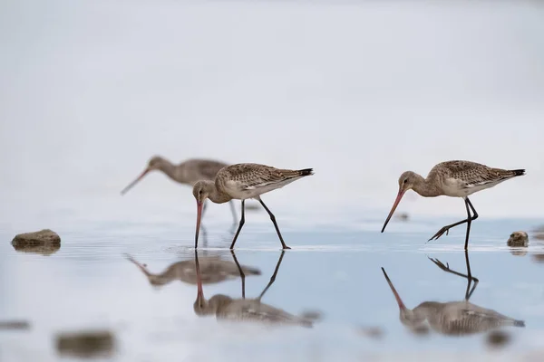 Fütterung von Uferschnepfen im Wasser — Stockfoto