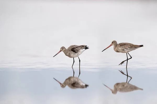 Negro cola godwit en lago con reflexión — Foto de Stock