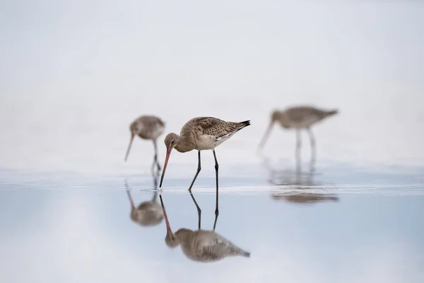 Alimentación negro cola godwit — Foto de Stock