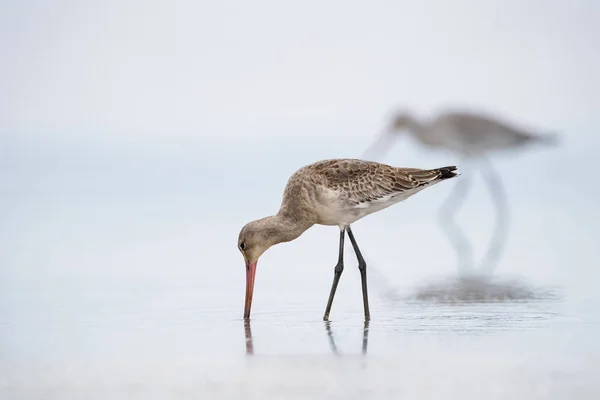 Alimentación negro cola godwit primer plano — Foto de Stock