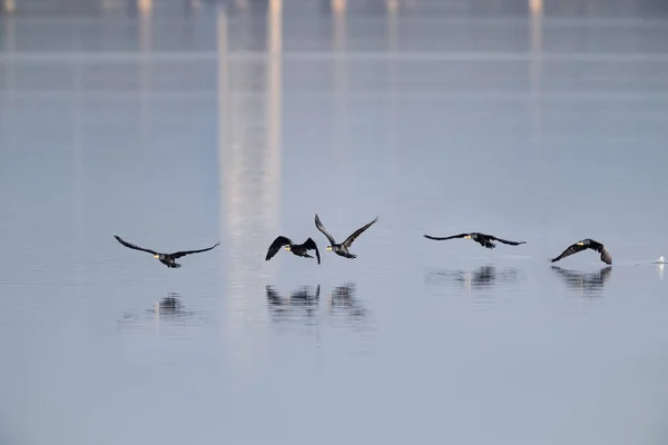 Kormoran auf der Flucht — Stockfoto