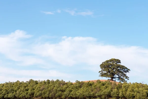 Thousand years old tree on red land — Stock Photo, Image