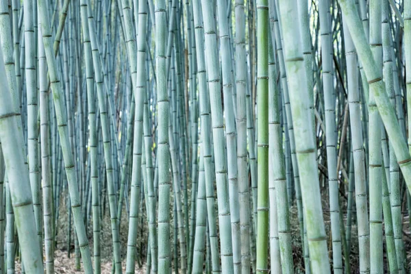 Floresta de bambu densa — Fotografia de Stock