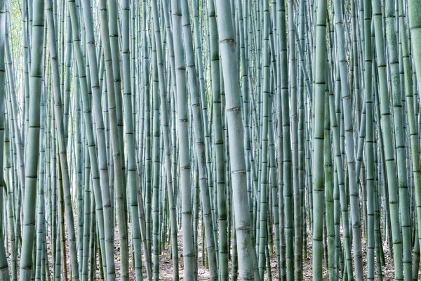 Árvore de bambu denso — Fotografia de Stock