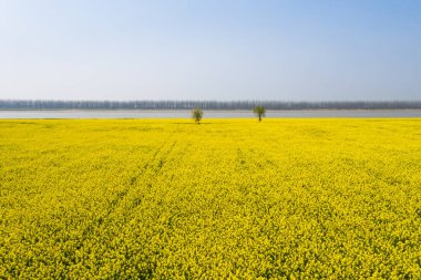Baharda nehir tarafından kolza çiçek alanı