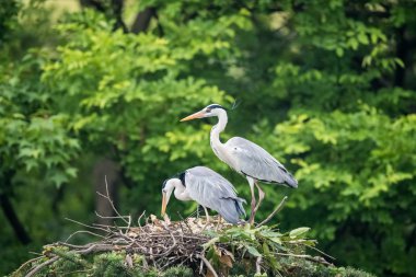 Gri balıkçıl, Ardea cinerea