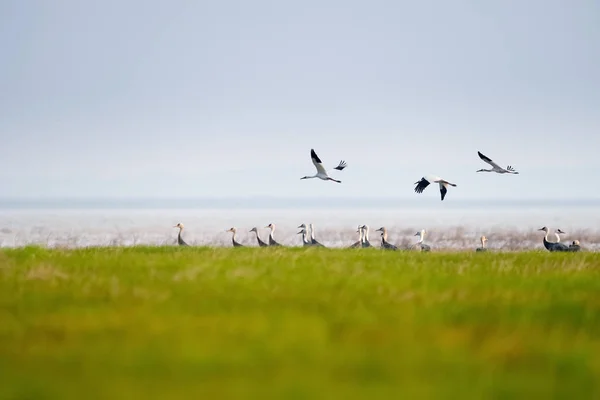 Orientalischer Weißstorch im Frühlingsfeuchtgebiet — Stockfoto