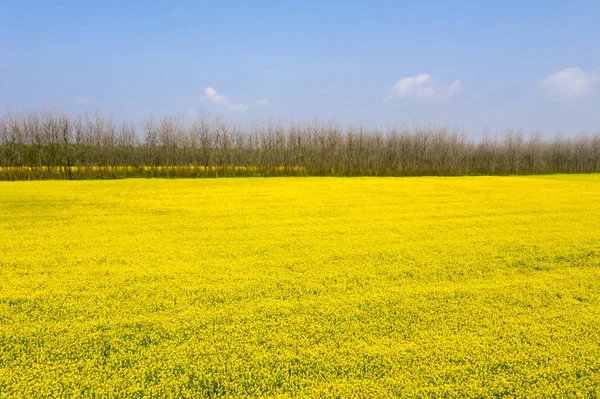 Rapeseed flowers field in sunny spring — Stock Photo, Image