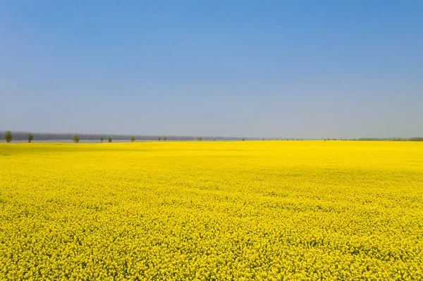 Endless fields of rapeseed flower — Stock Photo, Image