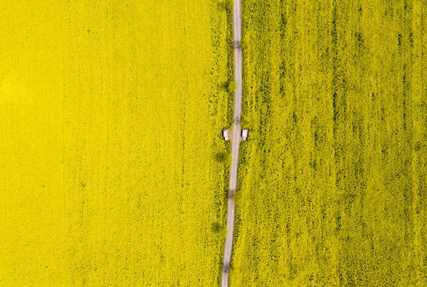 Vue aérienne du champ de fleurs de colza — Photo
