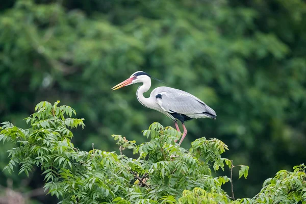 Garza gris, Ardea cinerea —  Fotos de Stock