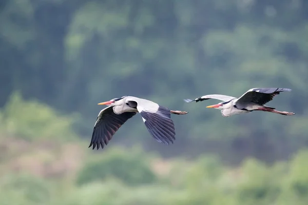 Garza gris en vuelo —  Fotos de Stock