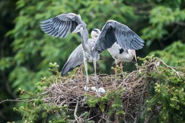 Gri balıkçıl, Ardea cinerea