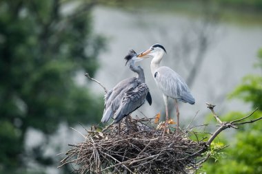 grey heron, ardea cinerea clipart