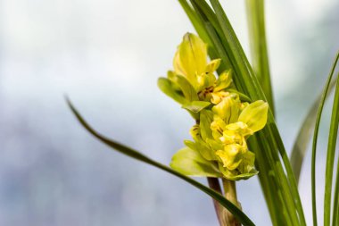Orkide closeup bahar