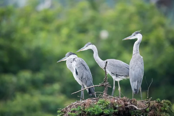 Héron gris, Ardea cinerea — Photo