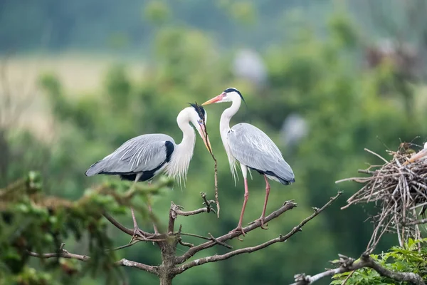 Garza gris, Ardea cinerea — Foto de Stock