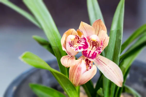 Орхидеи крупным планом весной — стоковое фото