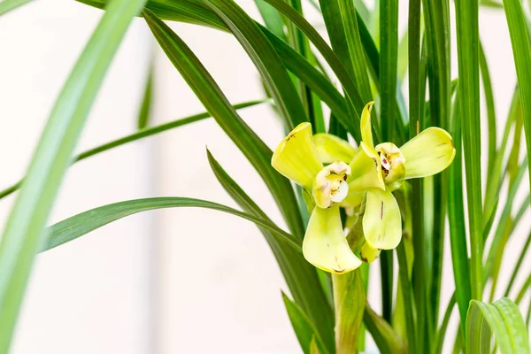 Orquídeas de primer plano —  Fotos de Stock