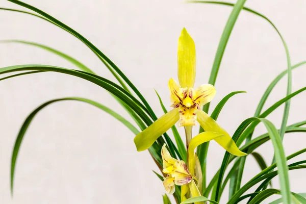 Las orquídeas se acercan en primavera —  Fotos de Stock
