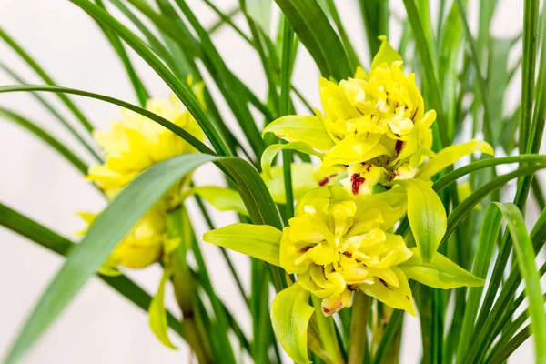 Orquídeas closeup na primavera — Fotografia de Stock