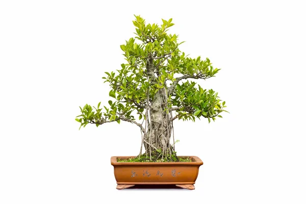 Banyan bonsai elszigetelt — Stock Fotó