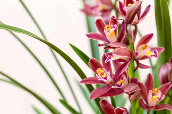 Орхидеи крупным планом весной — стоковое фото