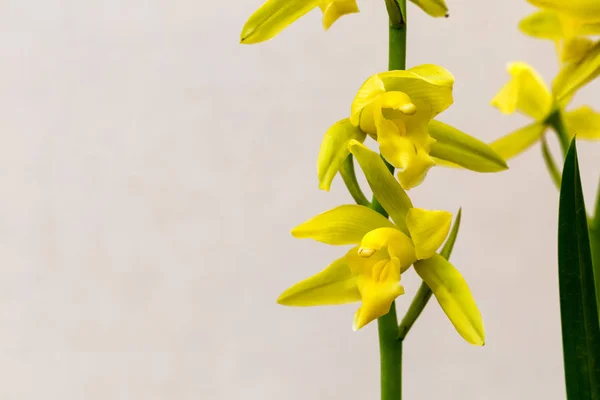 Orquídeas closeup na primavera — Fotografia de Stock