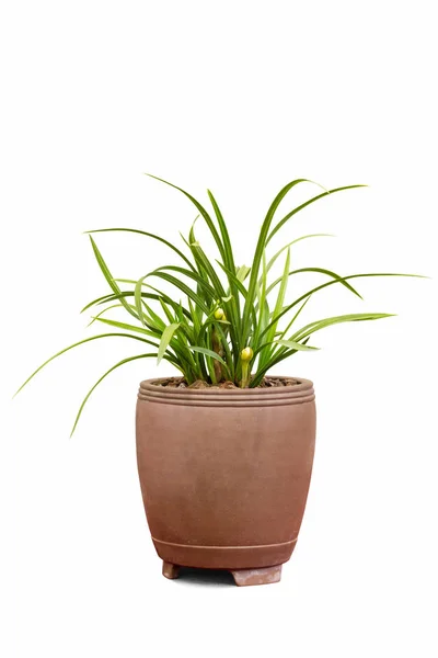 Potted orchid isolated — Stock Photo, Image